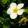 Mochna křovitá 'McKay's White' - Potentilla fruticosa 'McKay's White'