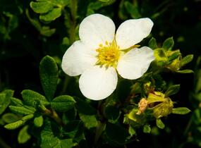 Mochna křovitá 'McKay's White' - Potentilla fruticosa 'McKay's White'