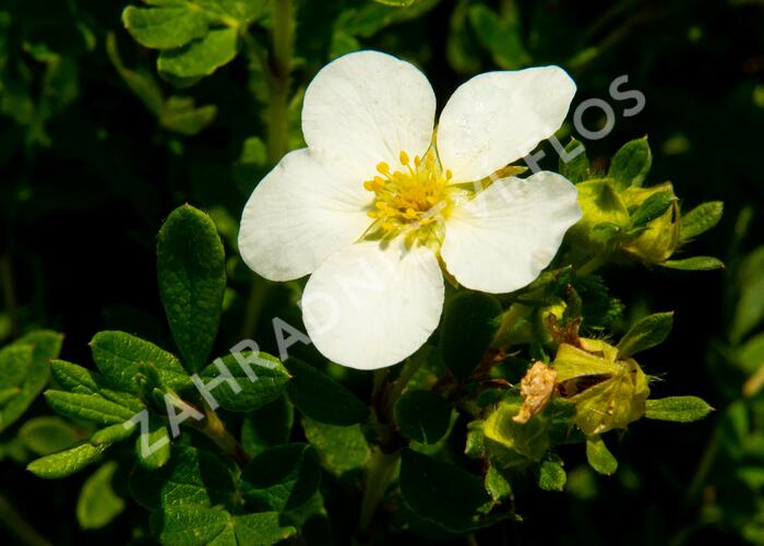 Mochna křovitá 'McKay's White' - Potentilla fruticosa 'McKay's White'