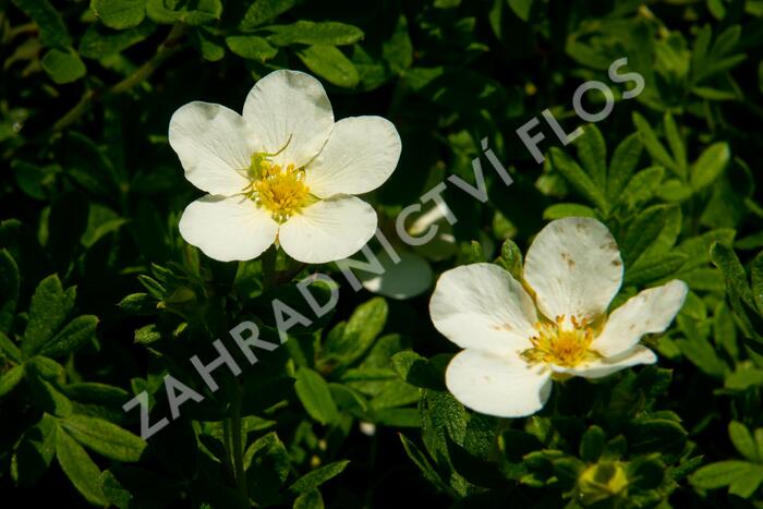 Mochna křovitá 'McKay's White' - Potentilla fruticosa 'McKay's White'