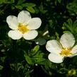 Mochna křovitá 'McKay's White' - Potentilla fruticosa 'McKay's White'