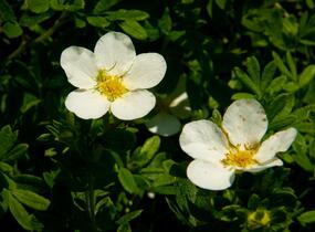 Mochna křovitá 'McKay's White' - Potentilla fruticosa 'McKay's White'
