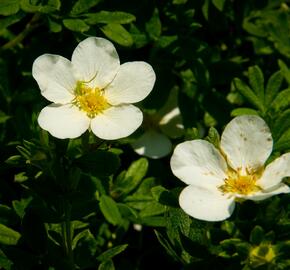 Mochna křovitá 'McKay's White' - Potentilla fruticosa 'McKay's White'