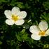 mochna-krovita-mckay-s-white.jpg