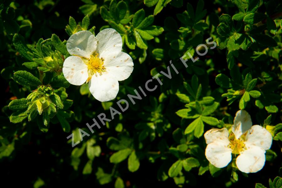 Mochna křovitá 'McKay's White' - Potentilla fruticosa 'McKay's White'