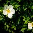 Mochna křovitá 'McKay's White' - Potentilla fruticosa 'McKay's White'