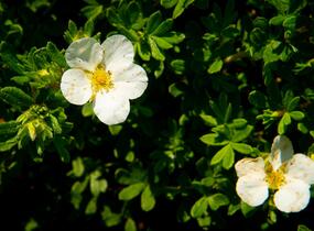 Mochna křovitá 'McKay's White' - Potentilla fruticosa 'McKay's White'