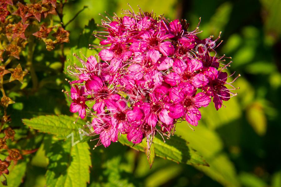 Tavolník japonský 'Sapho' - Spiraea japonica 'Sapho'