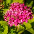 Tavolník japonský 'Sapho' - Spiraea japonica 'Sapho'