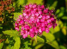 Tavolník japonský 'Sapho' - Spiraea japonica 'Sapho'