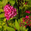 Tavolník japonský 'Sapho' - Spiraea japonica 'Sapho'