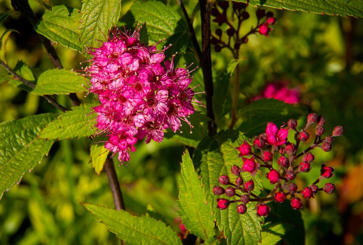 Tavolník japonský 'Sapho' - Spiraea japonica 'Sapho'