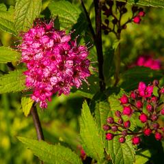 Tavolník japonský 'Sapho' - Spiraea japonica 'Sapho'