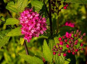 Tavolník japonský 'Sapho' - Spiraea japonica 'Sapho'