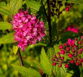 Tavolník japonský 'Sapho' - Spiraea japonica 'Sapho'