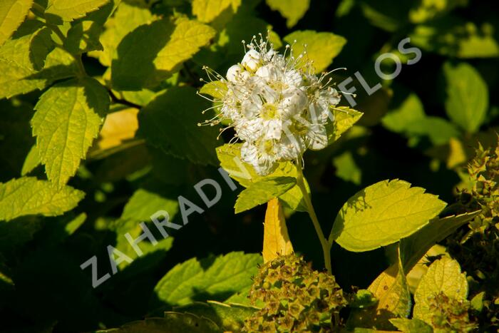 Tavolník japonský 'White Gold' - Spiraea japonica 'White Gold'