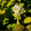 Tavolník japonský 'White Gold' - Spiraea japonica 'White Gold'