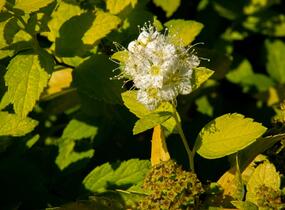Tavolník japonský 'White Gold' - Spiraea japonica 'White Gold'