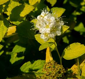 Tavolník japonský 'White Gold' - Spiraea japonica 'White Gold'