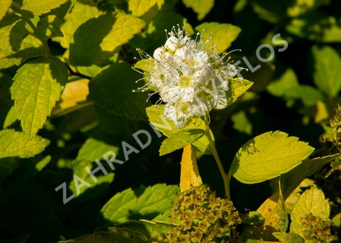Tavolník japonský 'White Gold' - Spiraea japonica 'White Gold'