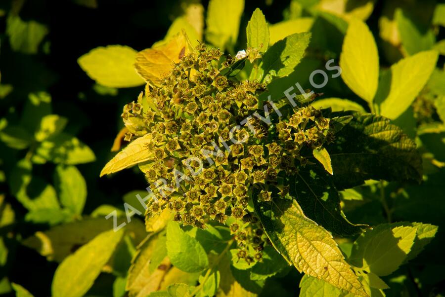 Tavolník japonský 'White Gold' - Spiraea japonica 'White Gold'