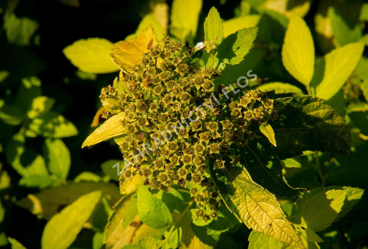 Tavolník japonský 'White Gold' - Spiraea japonica 'White Gold'
