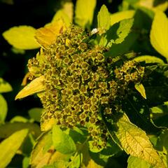 Tavolník japonský 'White Gold' - Spiraea japonica 'White Gold'