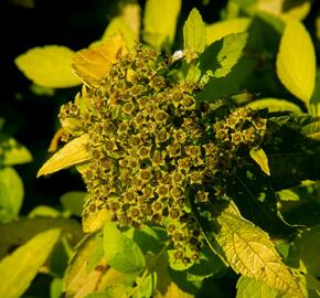 Tavolník japonský 'White Gold' - Spiraea japonica 'White Gold'