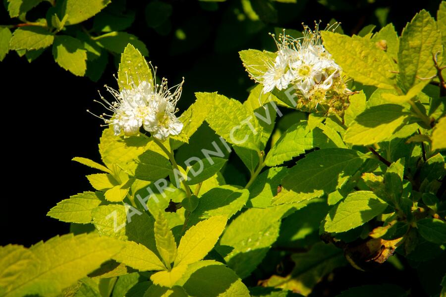 Tavolník japonský 'White Gold' - Spiraea japonica 'White Gold'