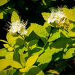 Tavolník japonský 'White Gold' - Spiraea japonica 'White Gold'