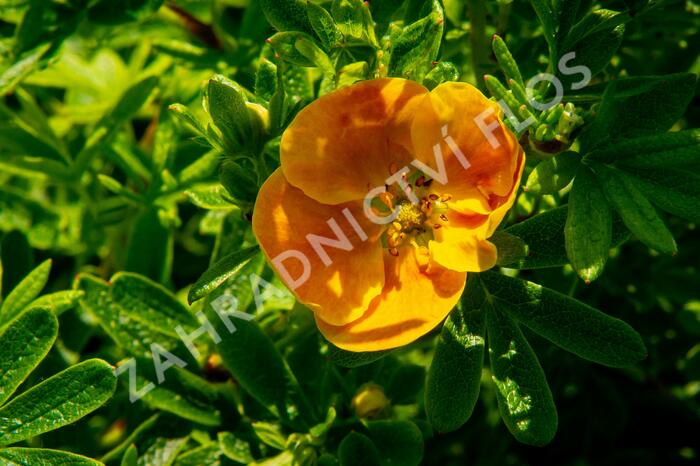 Mochna křovitá 'Sunset' - Potentilla fruticosa 'Sunset'