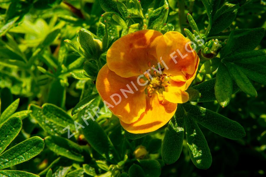 Mochna křovitá 'Sunset' - Potentilla fruticosa 'Sunset'