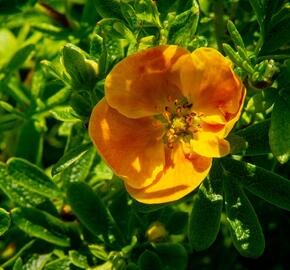 Mochna křovitá 'Sunset' - Potentilla fruticosa 'Sunset'