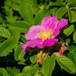 Růže svraskalá 'Rubra' - Rosa rugosa 'Rubra'