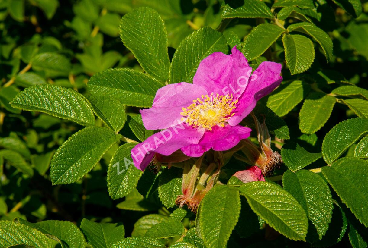 Růže svraskalá 'Rubra' - Rosa rugosa 'Rubra'