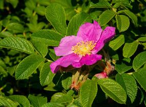 Růže svraskalá 'Rubra' - Rosa rugosa 'Rubra'
