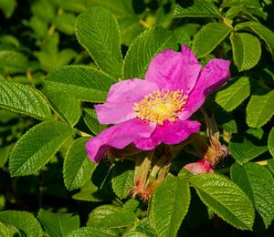 Růže svraskalá 'Rubra' - Rosa rugosa 'Rubra'