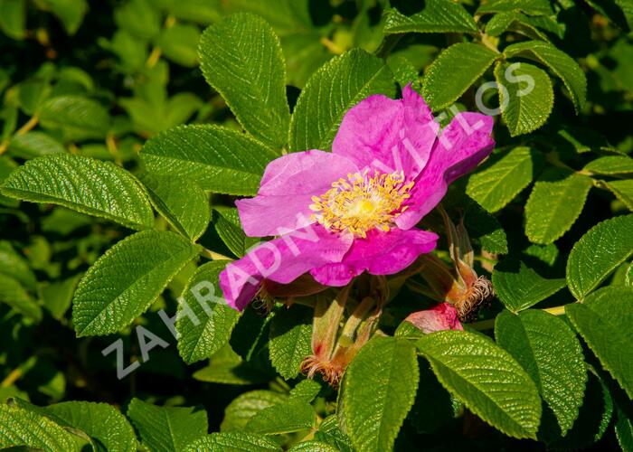 Růže svraskalá 'Rubra' - Rosa rugosa 'Rubra'
