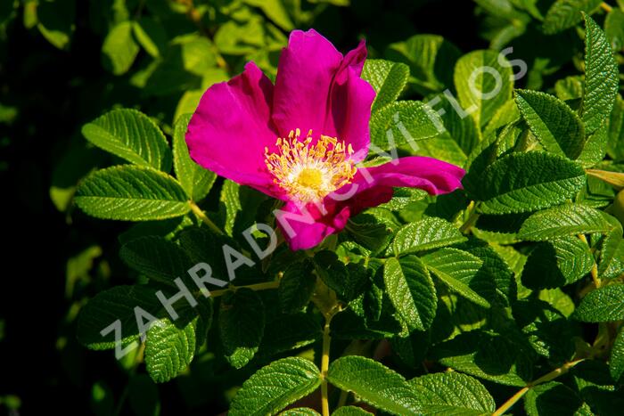 Růže svraskalá 'Rubra' - Rosa rugosa 'Rubra'