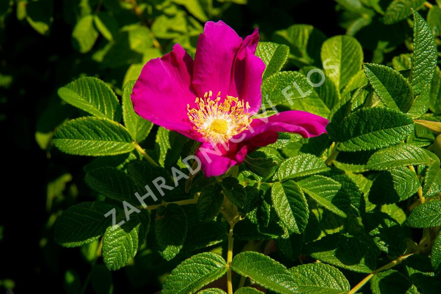 Růže svraskalá 'Rubra' - Rosa rugosa 'Rubra'