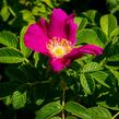 Růže svraskalá 'Rubra' - Rosa rugosa 'Rubra'