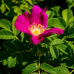 Růže svraskalá 'Rubra' - Rosa rugosa 'Rubra'