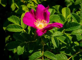 Růže svraskalá 'Rubra' - Rosa rugosa 'Rubra'