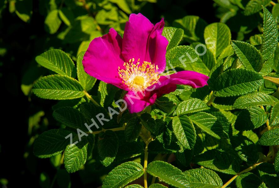 Růže svraskalá 'Rubra' - Rosa rugosa 'Rubra'