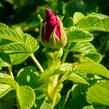 Růže svraskalá 'Rubra' - Rosa rugosa 'Rubra'
