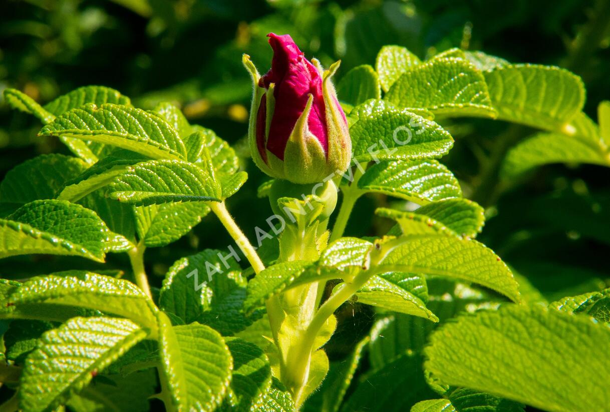 Růže svraskalá 'Rubra' - Rosa rugosa 'Rubra'