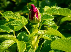 Růže svraskalá 'Rubra' - Rosa rugosa 'Rubra'