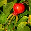 Růže svraskalá 'Rubra' - Rosa rugosa 'Rubra'