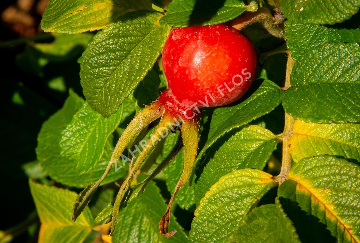 Růže svraskalá 'Rubra' - Rosa rugosa 'Rubra'