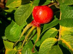 Růže svraskalá 'Rubra' - Rosa rugosa 'Rubra'